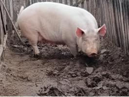 Eladó anyakoca hízó