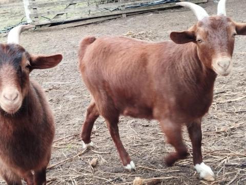 Kecskék eladók Kecskék eladók