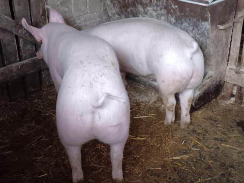 Húsjellegű sűldők eladó