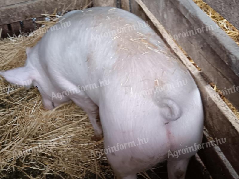 Húsjellegű sűldők eladó