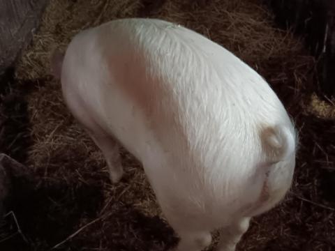 Húsjellegű hízó eladó