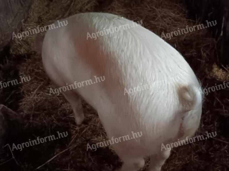 Húsjellegű hízó eladó