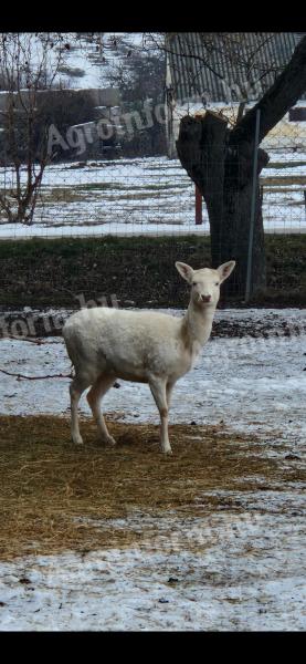Fehér dámszarvas tehenek és borjak eladók vadfarmról