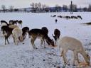 Fehér dámszarvas tehenek és borjak eladók vadfarmról