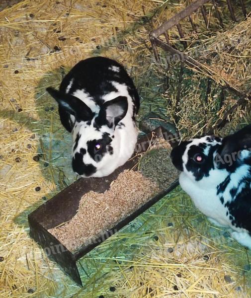 Eladó 10 hónapos anyának való nyulak