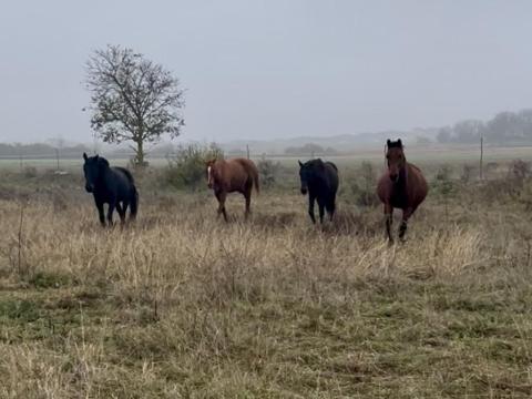 Legelőt bérelnék hosszútávon