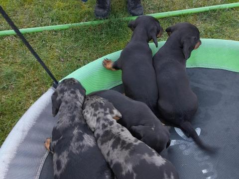 Tacskó kiskutyák új gazdit keresnek Tacskó kiskutyák új gazdit keresnek