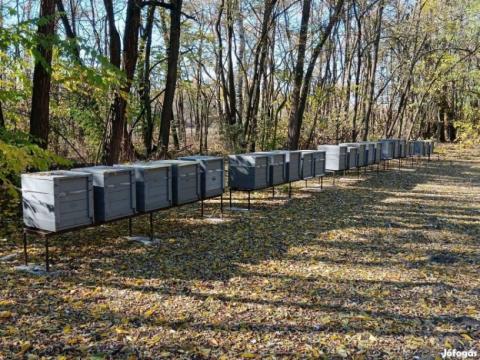 Hunor méhcsaládok eladók Hunor méhcsaládok eladók