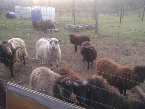 Ouessant csapat legelőt keres