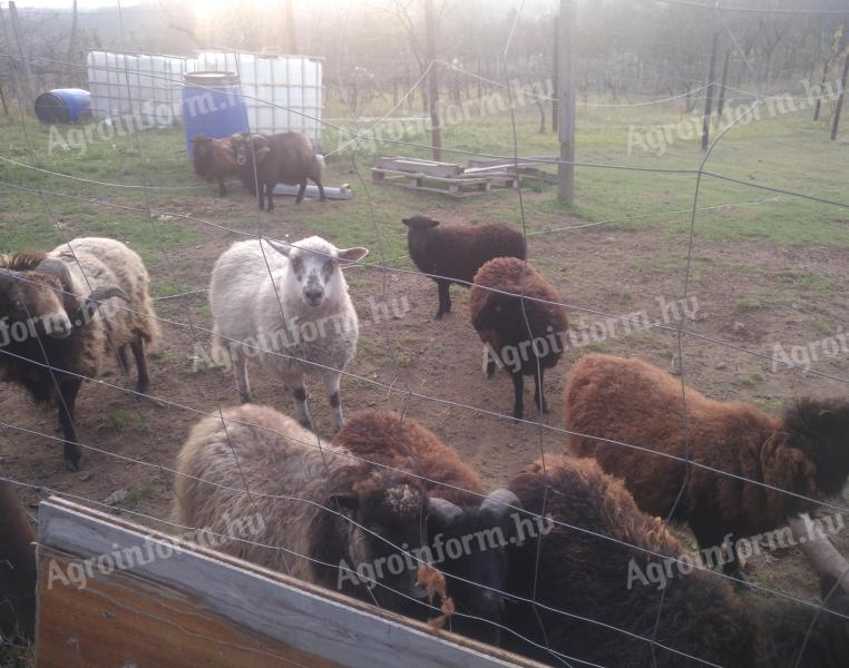 Ouessant csapat legelőt keres