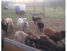 Ouessant csapat legelőt keres