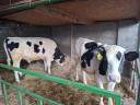 Holstein-fríz bikaborjú eladó Hegyeshalomban