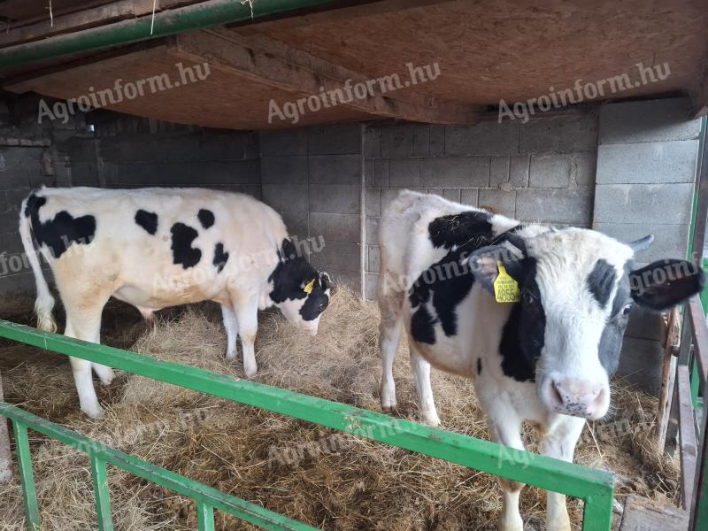 Holstein-fríz bikaborjú eladó Hegyeshalomban