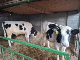 Holstein-fríz bikaborjú eladó Hegyeshalomban