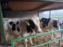 Holstein-fríz bikaborjú eladó Hegyeshalomban