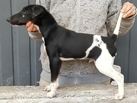 Törzskönyvezett foxterrier kan kölyök Törzskönyvezett foxterrier kan kölyök