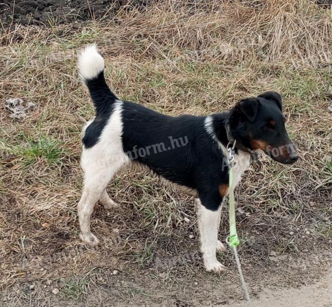 Törzskönyvezett foxterrier kan