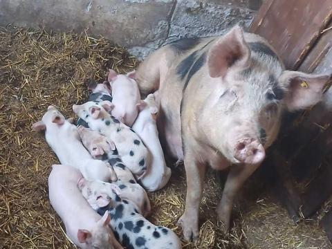 Fias anyadisznó Fias anyadisznó