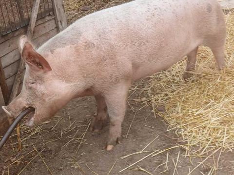 Eladó hízó Eladó hízó