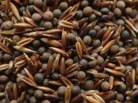 Zabos bükköny vetőmag Zabos bükköny vetőmag