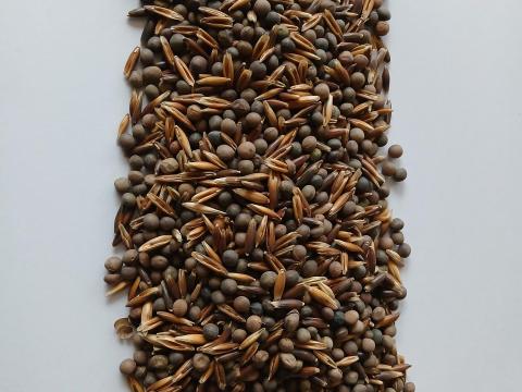 Zabos bükköny visszavetésre