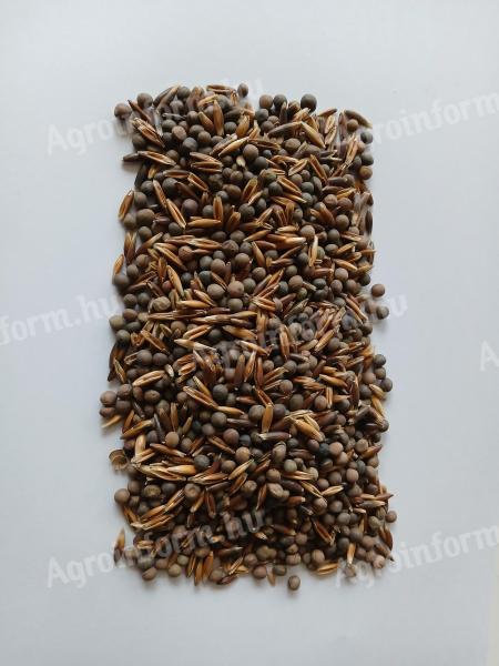 Zabos bükköny visszavetésre