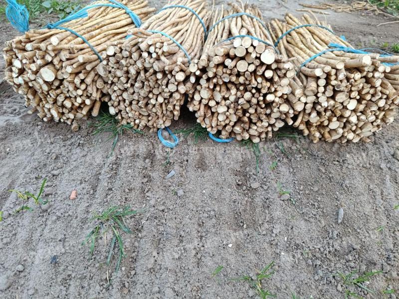 Torma dugvány eladó egészséges állapotban, kis és nagy tételben