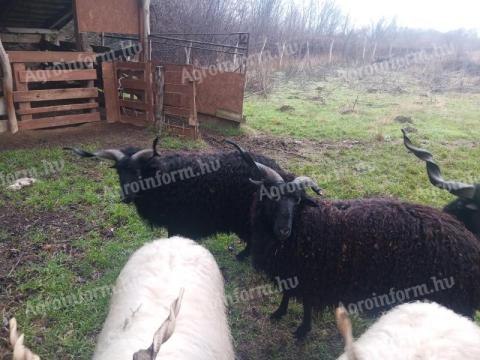 1 éves racka kos 1 éves racka kos