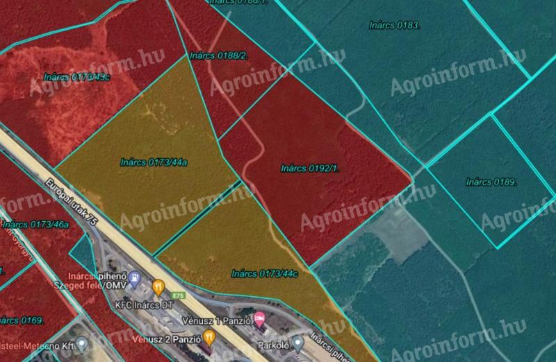 Eladó erdei fenyő és akác erdő földel együtt