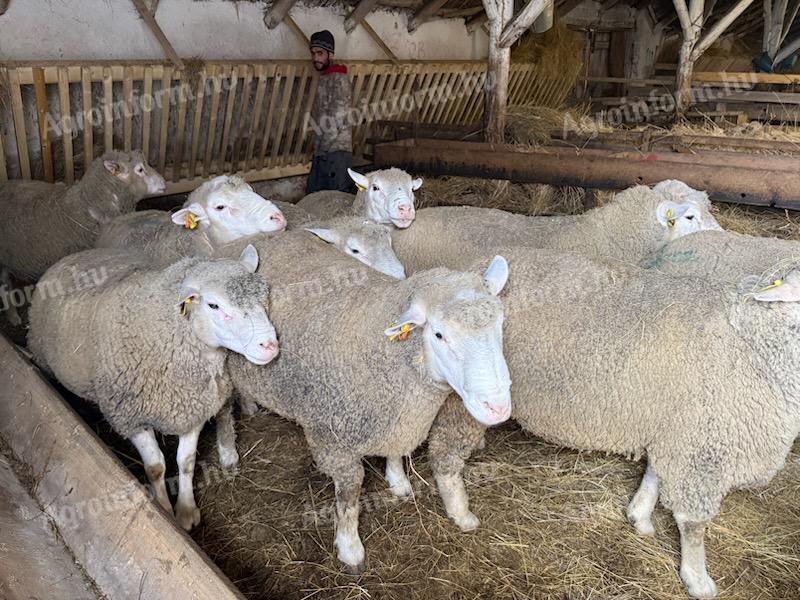 Eladó 6 db Ile De France tenyészkos