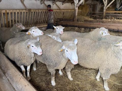 Eladó 8 db Ile De France tenyészkos Eladó 8 db Ile De France tenyészkos