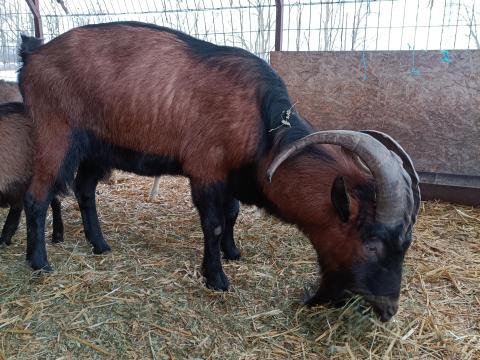 Kecske bak cserélhető vagy eladó Kecske bak cserélhető vagy eladó