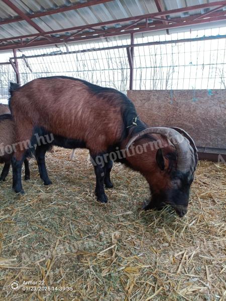 Kecske bak cserélhető vagy eladó