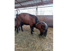 Kecske bak cserélhető vagy eladó