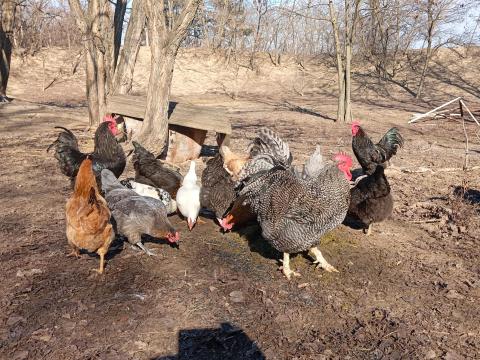 Eladó jércék és kakasok Eladó jércék és kakasok