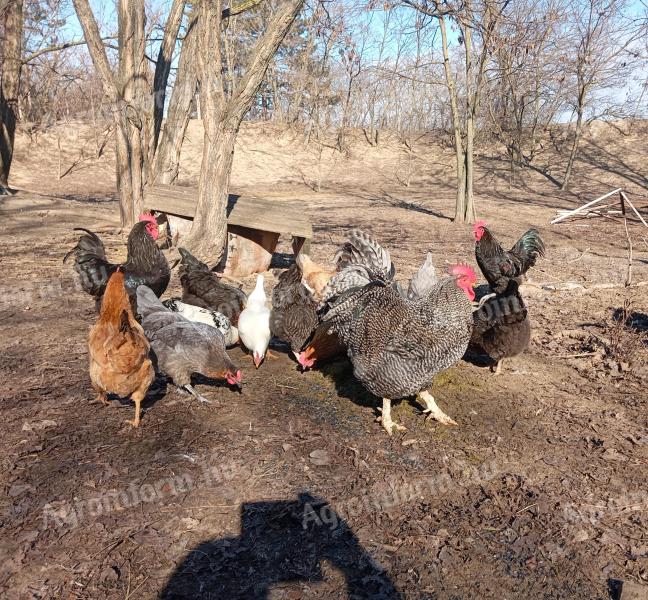 Eladó jércék és kakasok