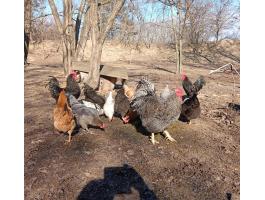 Eladó jércék és kakasok