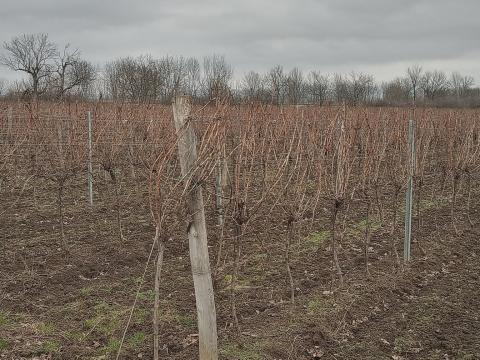 Szőlőterület eladó, 6 hektáros gondozott birtok Szőlőterület eladó, 6 hektáros gondozott birtok