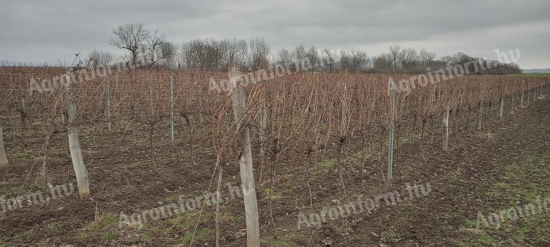 Szőlőterület eladó, 6 hektáros gondozott birtok