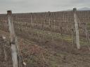 Szőlőterület eladó, 6 hektáros gondozott birtok