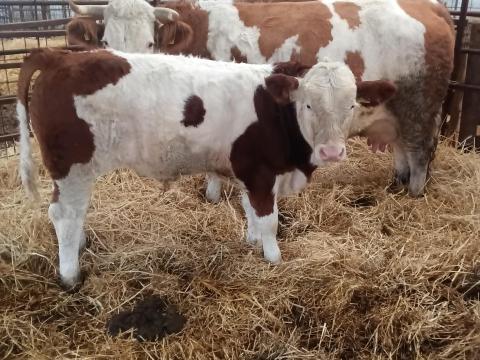 Magyartarka bika eladó Magyartarka bika eladó