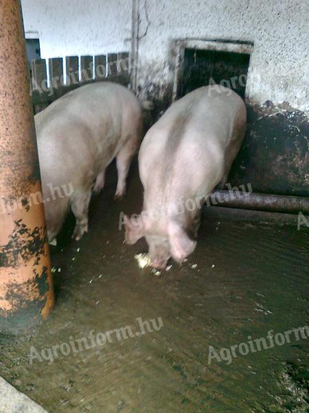Hízó sertés eladó