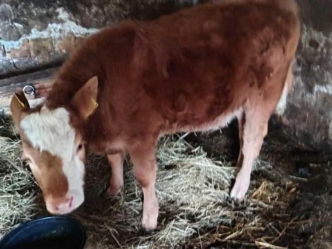 Szarvasmarha eladó Szarvasmarha eladó