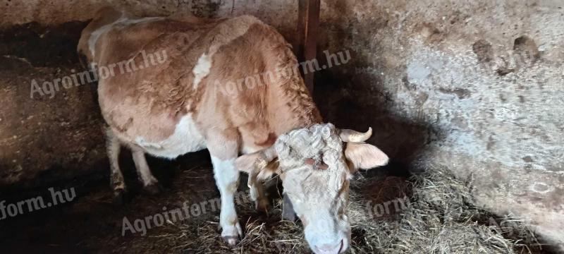 Szarvasmarha eladó