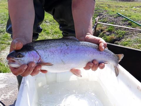 Pisztráng eladó Pisztráng eladó