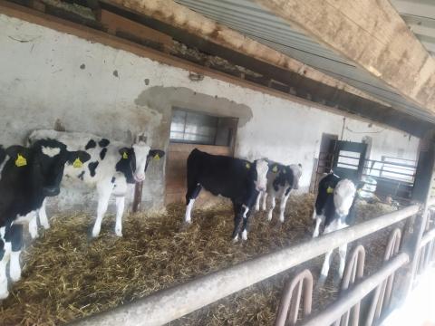 Eladó választási borjúk Eladó választási borjúk