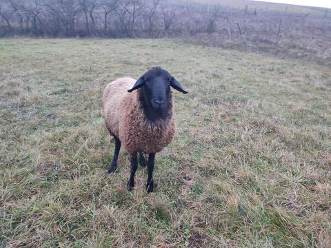 Vemhes anyák,  növendékek,  kosok; legelőhöz szokott,  keresztezett juhállomány ( 23 ) egyben eladó