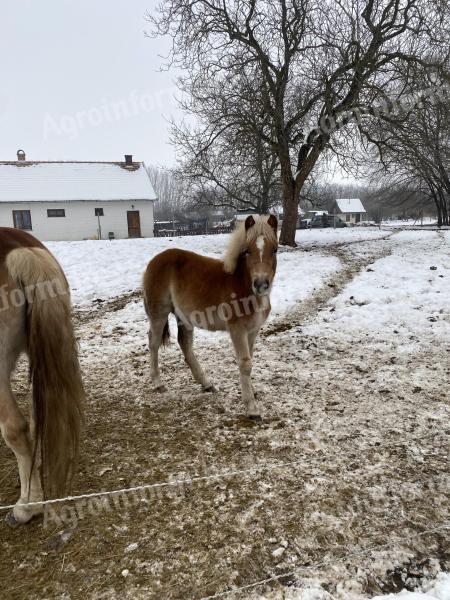 Haflingi csikó eladó