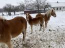Haflingi csikó eladó