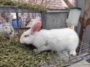 Fajtatiszta Pannon fehér nyulakat folyamatosan